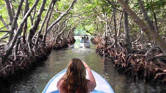 Mangrove Tour + Monkeys & Sloths